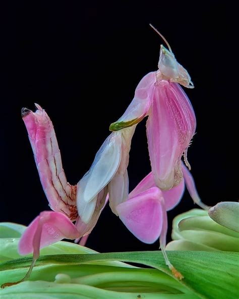 Nature's Camouflage Artist: Orchid Mantis Unveiled in Video - Insect ...