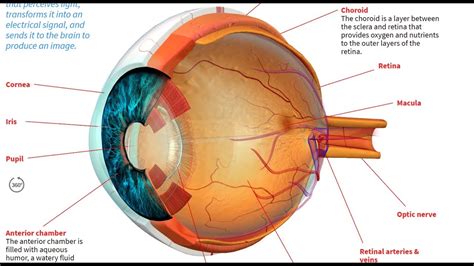 Heres How The Human Eye Works Human Eye Human Eye Diagram Eye | Images ...