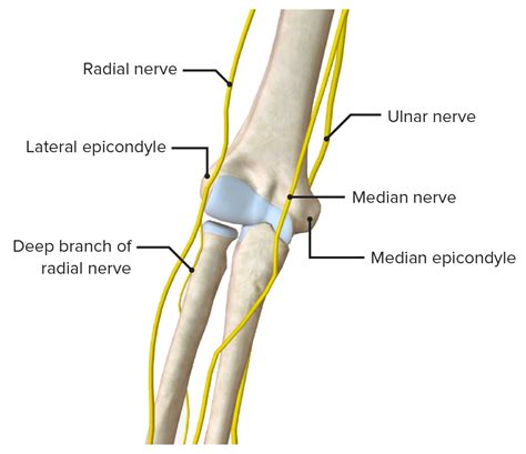 Ulnar Nerve Groove Elbow at Richard McGruder blog