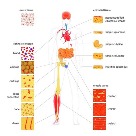 Human Body Tissue Types Photograph by Science Photo Library - Fine Art ...