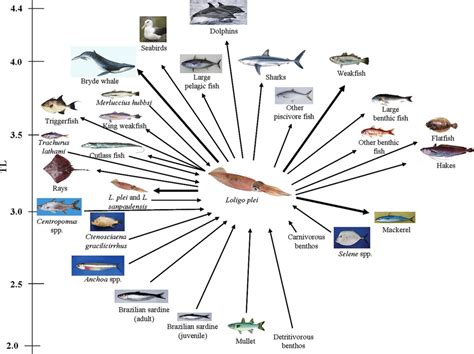 Keystone species Assignment Help By Online Tutoring Sessions ...