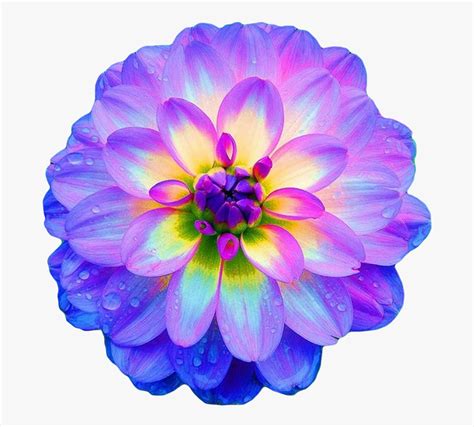 Clip Art Purple Dahlia Bouquets - Gorgeous Flowers , Free Transparent ...