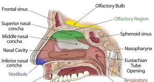 Nasal Cavity Definition, Anatomy, Functions, Diagrams