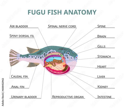 Fugu fish anatomy, vector illustration Stock Vector | Adobe Stock