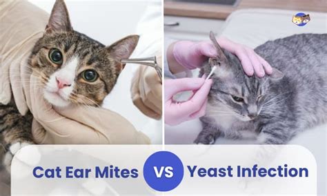 PetArmor Ear Mite Tick Treatment For Cats, Oz Meijer, 51% OFF