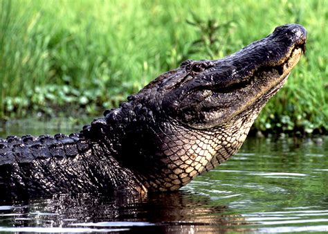 How to See Alligators on a Louisiana Swamp Tour