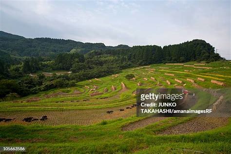 Oyama Senmaida Rice Terraces Photos and Premium High Res Pictures ...