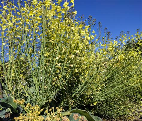 flowering broccoli plant - Greg Alder's Yard Posts: Food Gardening in ...