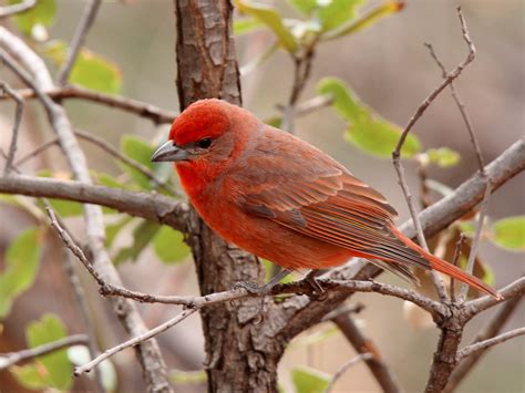 Hepatic Tanager - eBird