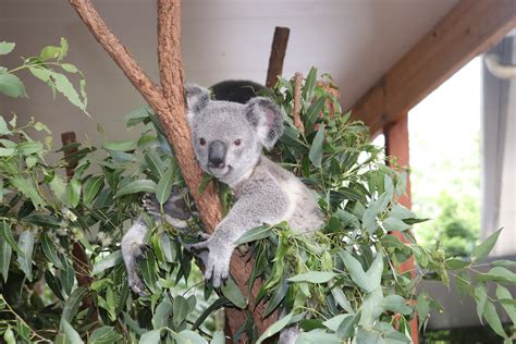 StinaOverSeas - Lone Pine Koala Sanctuary