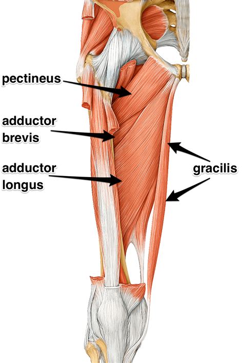 Adductors: What are the adductor muscles attachments and actions?