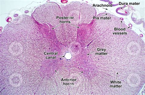 Mammal. Spinal cord. Transverse section. 64X - Spinal cord - Mammals ...