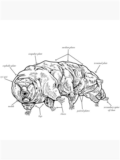 "Tardigrade Anatomy" Photographic Print for Sale by CloodleOodle ...