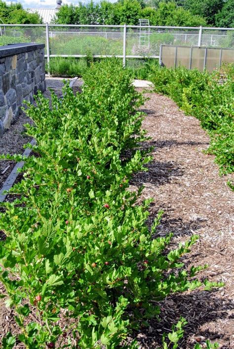 Harvesting Gooseberries at My Farm - The Martha Stewart Blog