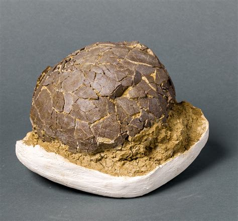 Rare Dinosaur Egg For Sale – Fossil Realm