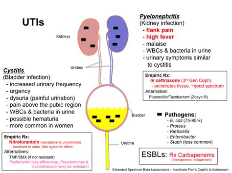 Oral antibiotics for pseudomonas uti