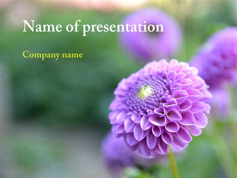 Powerpoint Templates and Backgrounds: Purple Flower PowerPoint template