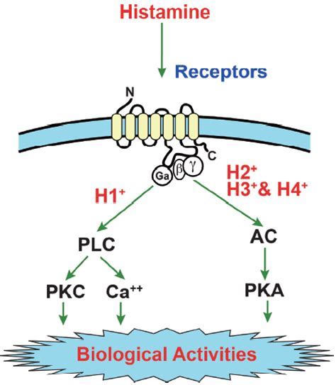 How do histamine receptors affect neuronal physiology? — Brain Stuff