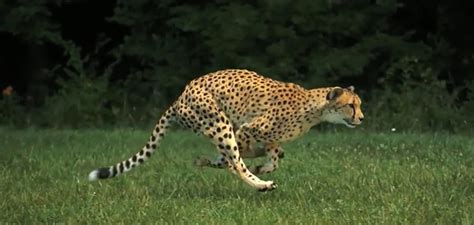 Video: Slow-Motion Capture of a Running Cheetah