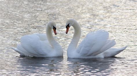 Download Bird Swan Water Animal Mute Swan HD Wallpaper