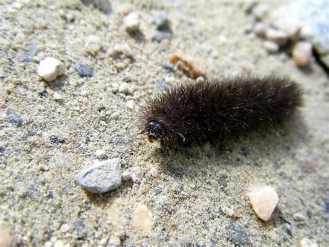 Black Fuzzy Caterpillar: It's coming right for us! | Flickr