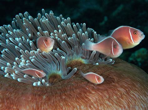 Pink Anemonefish Shrimp Underwater Photography 5 - Preview