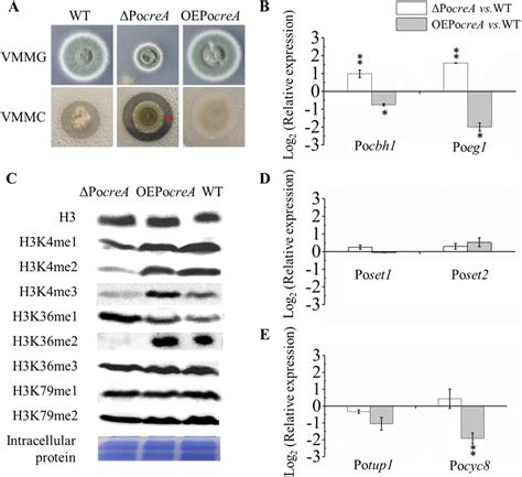 Analysis of histone methylation patterns and transcription levels of ...