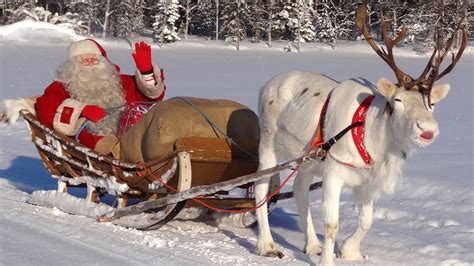 Reindeer of Santa Claus 🦌🎅children learning secrets of superlichens ...