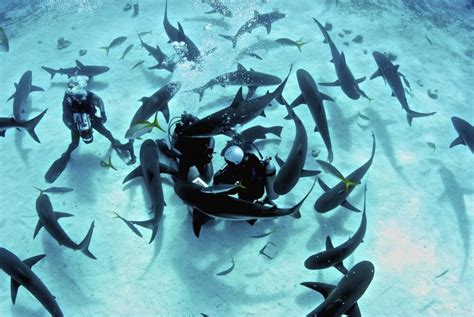 Feeding frenzy of Caribbean reef sharks at Shark Arena, Nassau, The ...