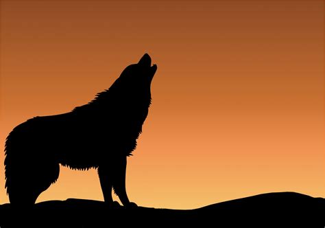 Wolf Howling Sunset Silhouette Free Stock Photo - Public Domain Pictures