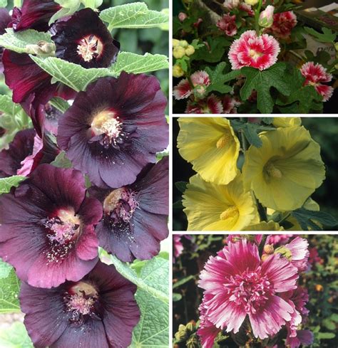 Alcea 'Multiple Varieties' Hollyhock | Garden Center Marketing