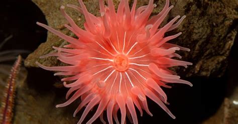 10 Incredible Sea Anemone Facts - Wiki Point