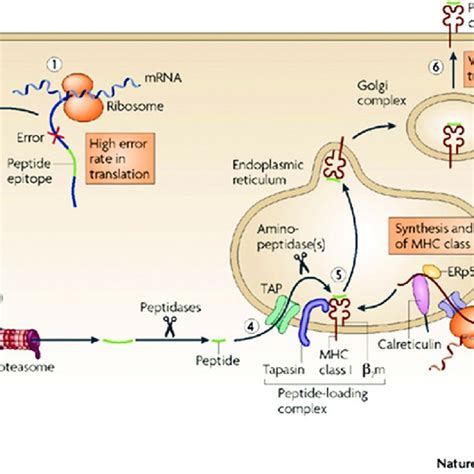 (PDF) The major histocompatibility complex: A review