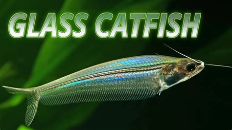 Species Spotlight | Glass Catfish - YouTube