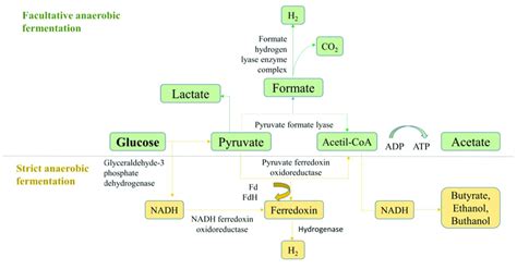 Presentation of the metabolic pathways of facultatively anaerobic and ...