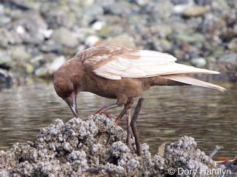 CARAMEL CROW | Fotografía animal, Animales raros, Especie animal