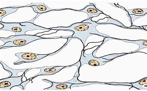 Reticular Connective Tissue Function and Location - Jotscroll