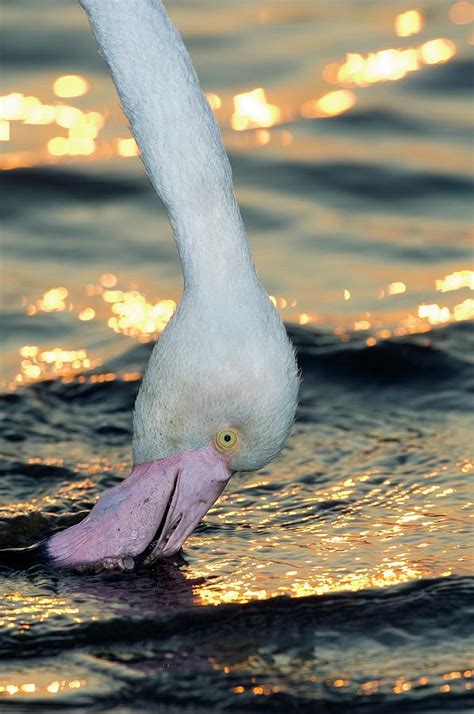 Greater Flamingo Feeding Photograph by Tony Camacho/science Photo ...