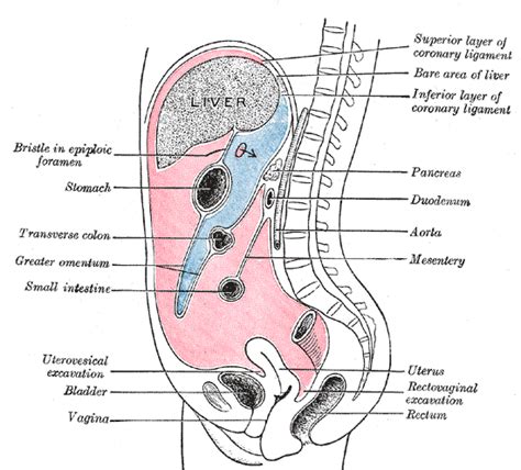 Difference Between Peritoneum and Omentum | Compare the Difference ...