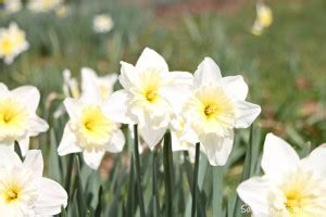 Spring at Gibbs Gardens: the Daffodils - Southern Hospitality