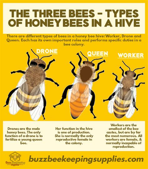 The Three Bees - Types of honey bees in a hive | Buzz Beekeeping ...