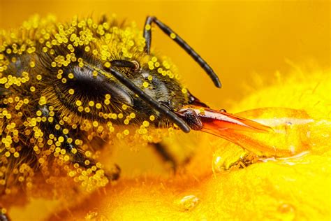 Honeybee Covered in Zucchini Pollen II by dalantech on DeviantArt