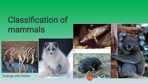 Classification of Mammals - Quality Educational Material | Kid-ease ...