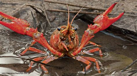 Crusty Crayfish - NWF | Ranger Rick