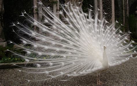 Beautiful White Peacock HD desktop wallpaper : Widescreen : High ...