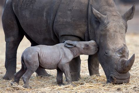 Ramat Gan Safari welcomes baby white rhino | The Times of Israel