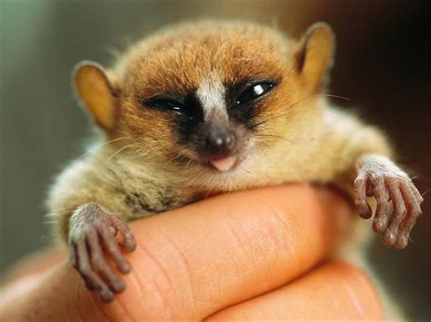 Madagascar mouse lemur : aww