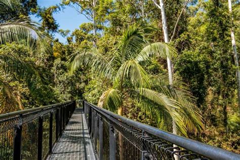 Mt Tamborine Rainforest Skywalk on the Gold Coast