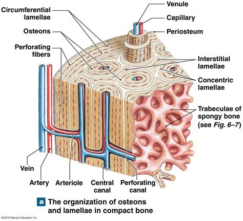 Label The Microscopic Anatomy Of Spongy Bone