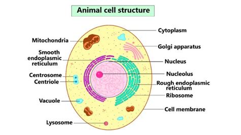 Lysosome In Animal Cell